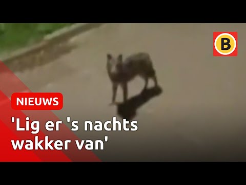 BEELDEN: Loslopende wolf teistert Lage Zwaluwe | Omroep Brabant