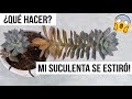 MI SUCULENTA SE ESTIRÓ! ¿QUE HACER CON CACTUS O SUCULENTAS ETIOLADAS?| MILICIENTA