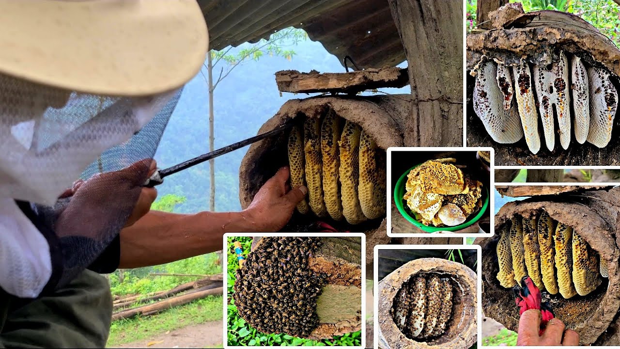 माैरी काड्ने परम्परागत शैली साथै  गाउँघरतीर डुडमा  यसरी माैरी पालन गरीन्छ।SANGEYSAMPANG.