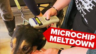 Your Pets Microchip May Now Be Useless After Chip Company Goes Out Of Business