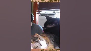 focus on the cats- | #pettylogic on #Twitch