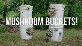 Growing Mushrooms in Buckets! Step-by-Step Guide to the Bucket Technique (Bucket Tek / Tech)