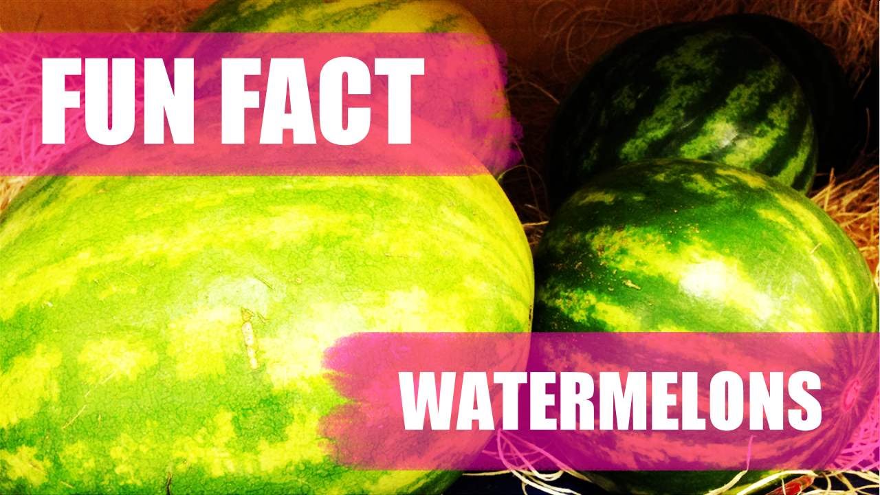 Watermelon Fun Fact YouTube