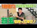 100均の観葉植物で苔玉を作ってみた！！