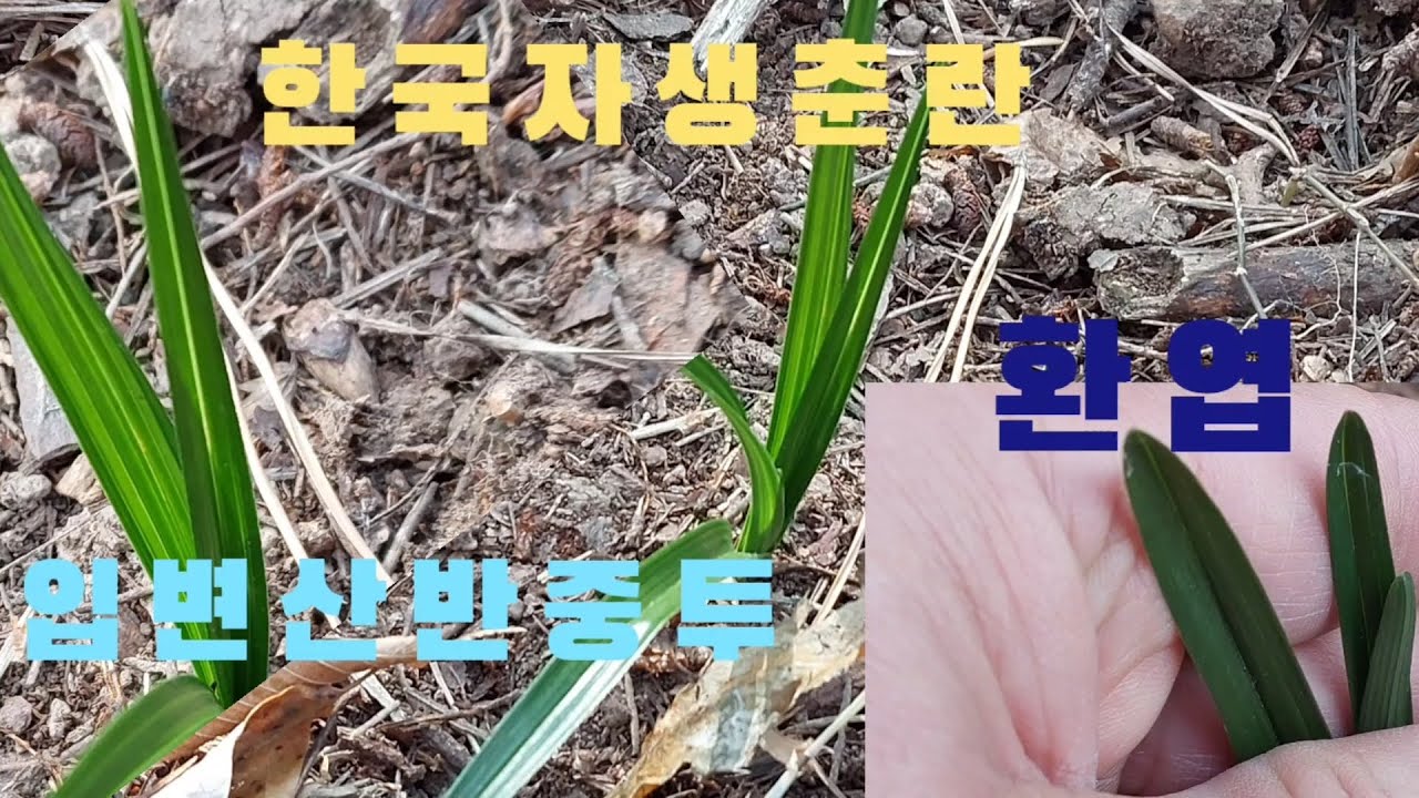 #춘란#산채#환엽#산반중투 입니다#난초랑