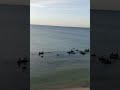 Одесса сегодня 9 сентября.Пляж и море Фонтанки.Осень.Odessa