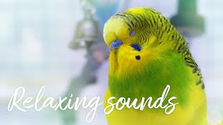 Relax Your Anxious or Stressed Budgie