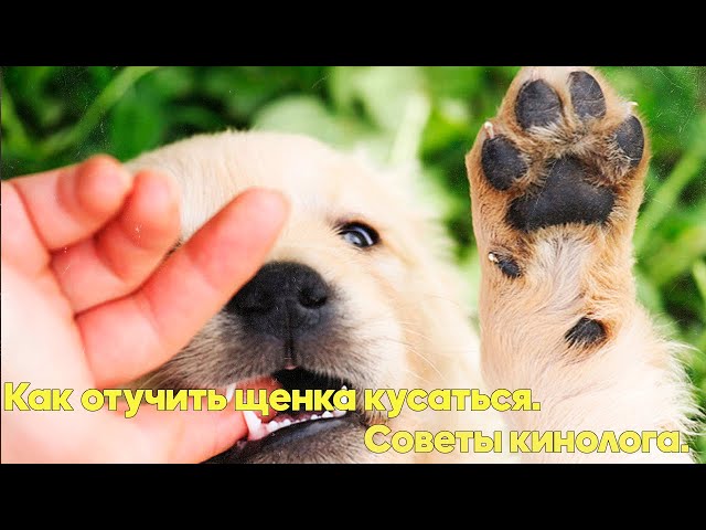 Как отучить щенка кусаться: советы и методы