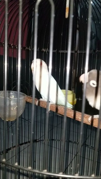 lovebird albino mm konslet