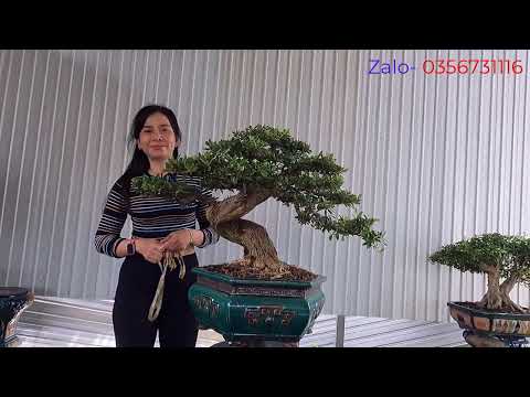 Video Ngắm nhìn những tác phẩm Bonsai đẹp mắt tại vườn Bé... - youtube