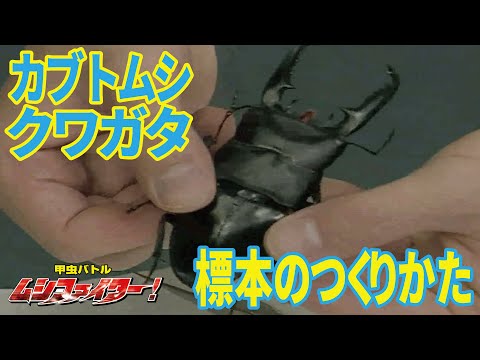 昆虫標本　クワガタムシ 再出品) 昆虫 標本 カブトムシ クワガタムシ - メルカリ