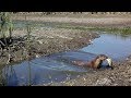 Eurasian river otter fishes in a drying lake / Речная выдра / Lutra lutra. Green Video Wildlife