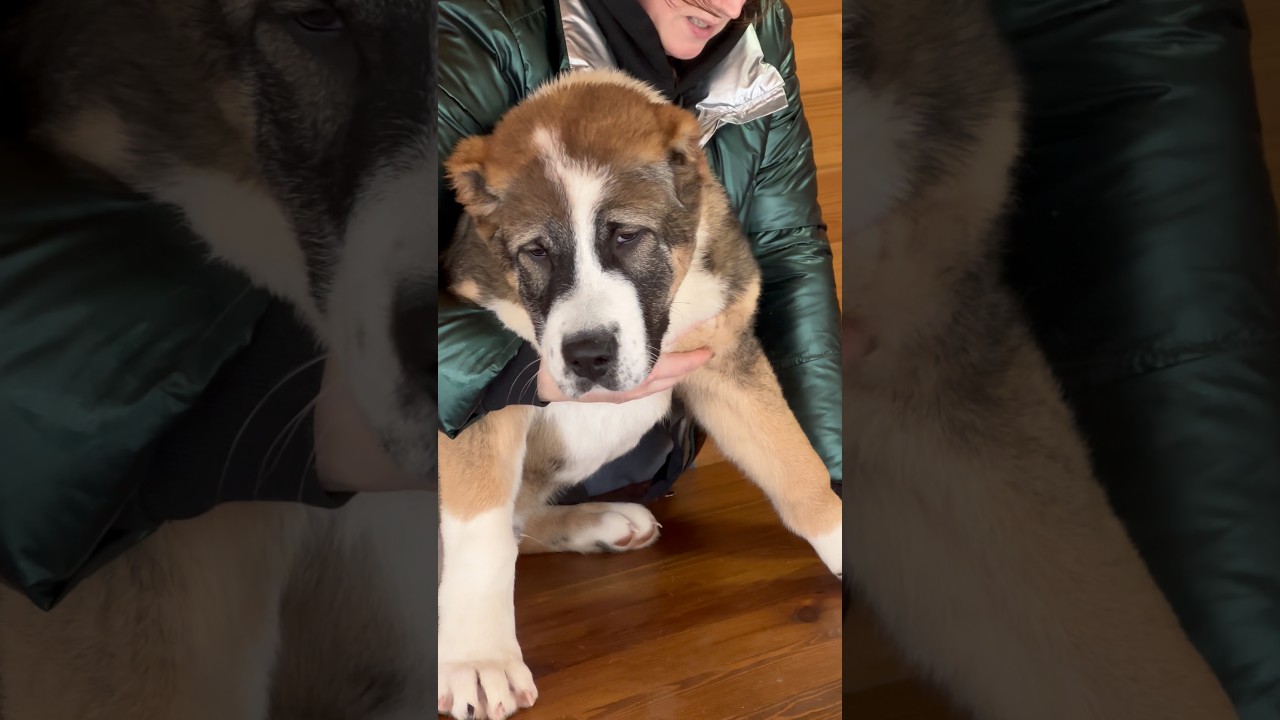 БАРМАЛЕЙ 4 МЕСЯЦА САО АЛАБАЙ 😱😱👌