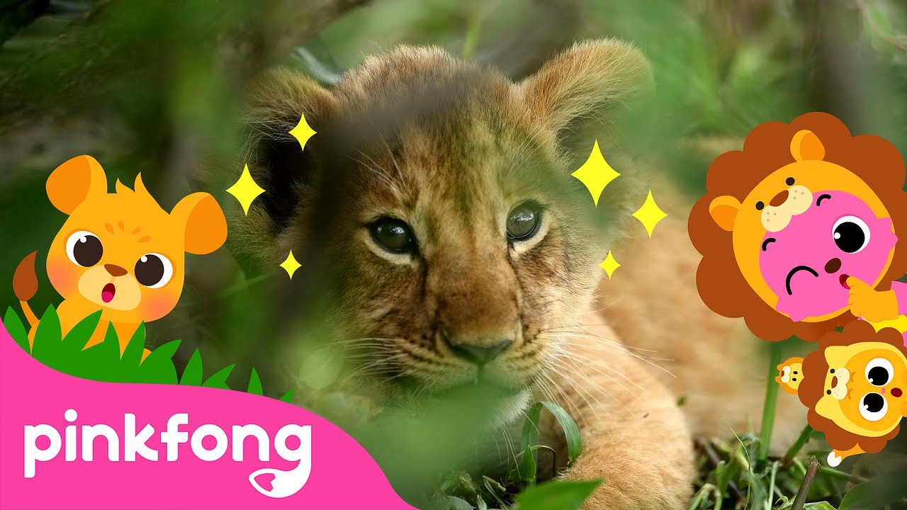 Baby Lion, Roar! Baby Animals Songs Cub Song Pinkfong for Kids