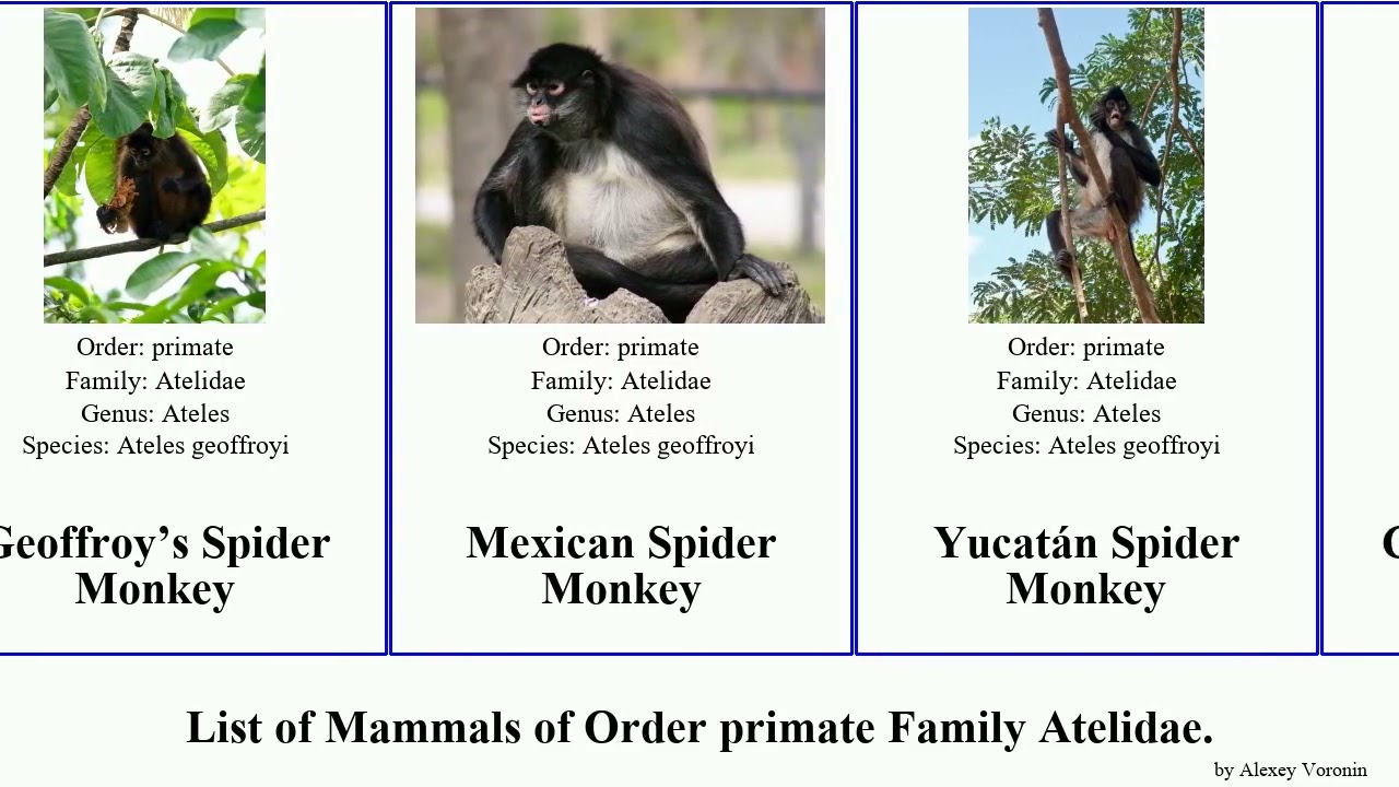 Mammals of Order primate Family Atelidae.