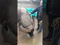 #trending #animals #strongbull #shortvideo #bull #buffalocheck #cow #buff #bullfarm #fyp
