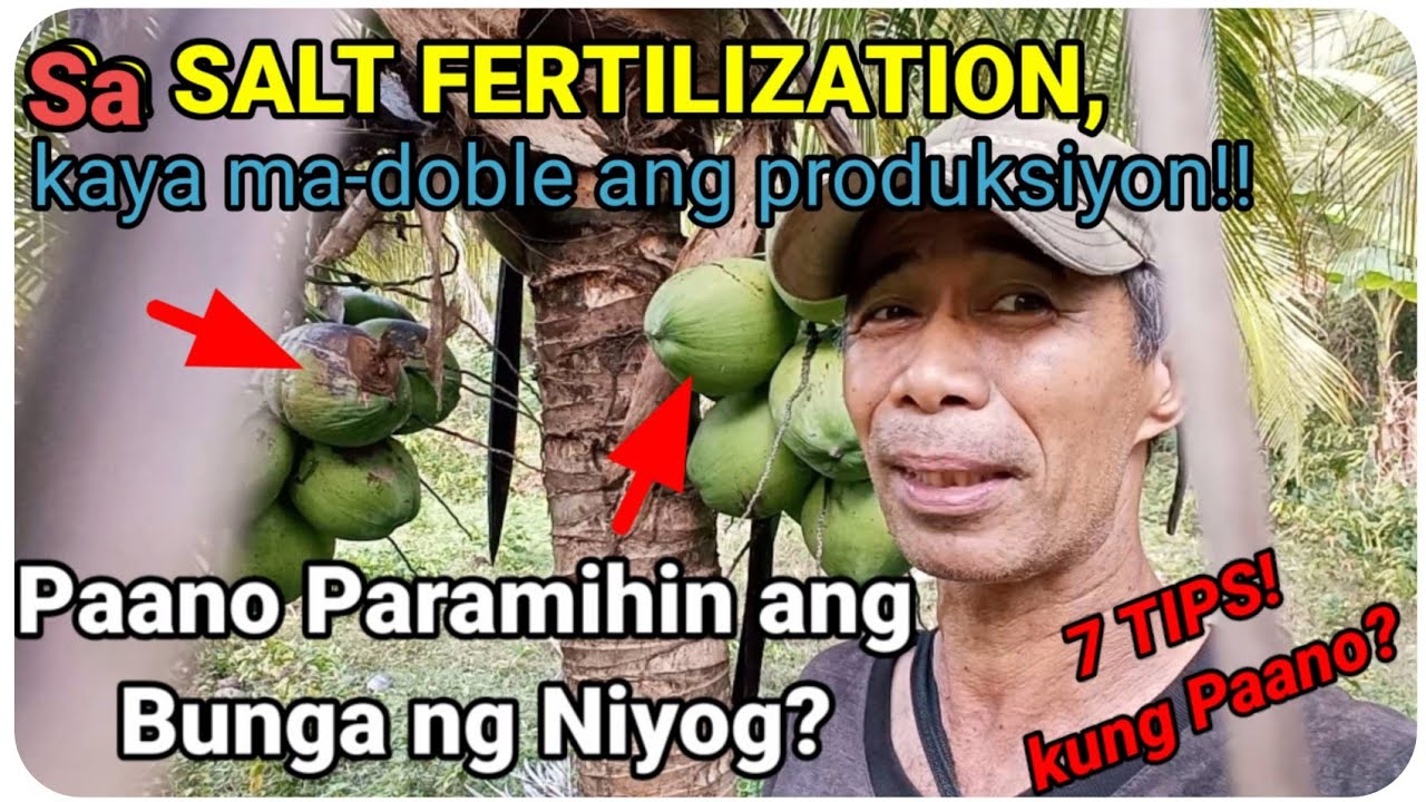 『Paano paramihin ang Bunga ng Niyog?』〘Salt Fertilization kaya ma-doble ang Production!〙