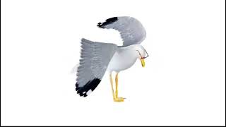 Download Lagu Kamome Seagull Dance  MP3 Download Lagu Kamome Seagull Dance  MP3