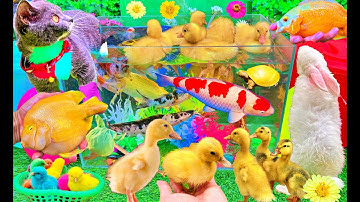 Hành Trình Bắt Các Con Vật Dễ Thương: Bắt Mèo Dễ Thương, Cua, Rùa, Cá Koi, Cá Vàng, Thỏ, Vịt Con