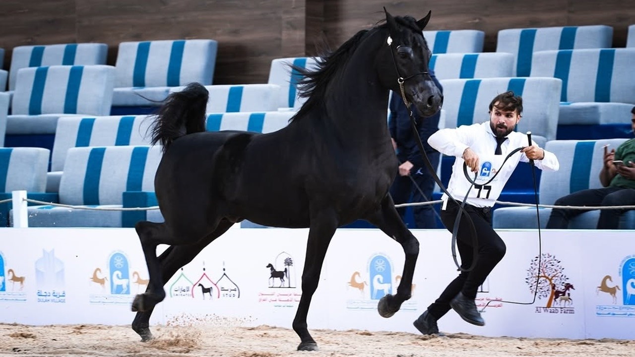 البطل الأدهم 🏆 أم السلطان 🏆 ابن أليهاندرو ابن مروان الشقب وحفيد دبليو إتش جستس | OM EL SULTAAN