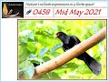 Ashrama Gardens Photo Video # 0458 - May 23, 2021 Edition - Mid May 2021 Clicks