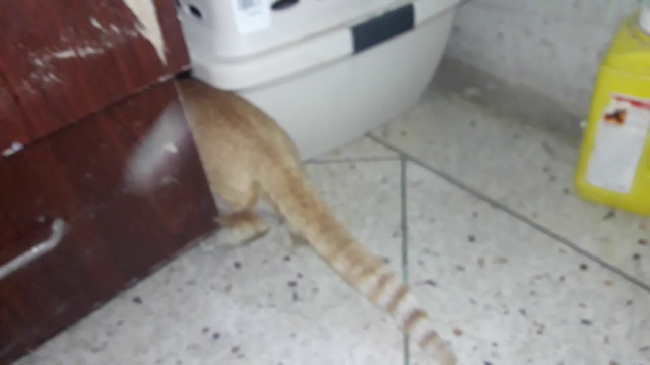 Deshi cat Dr. Sagir's Pet Clinic 01912251312 Vet in Dhaka City YouTube