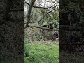 Cleaning up bamboo Расчищаем бамбук