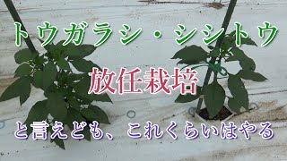 トウガラシ・シシトウ、放任栽培でもこれくらいはやってます