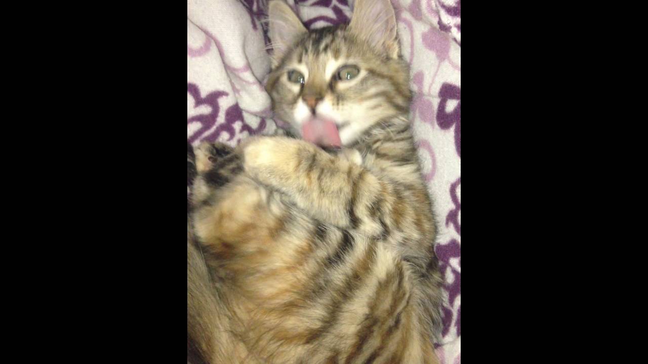 Funny cat watching scary movie !!!! YouTube