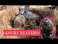 BUSTING 4 BEAVER DAMS WITH EXCAVATOR