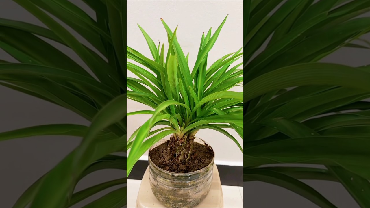 The roots of a green-leafed spider plant pruning remove tha lower old #shorts #plants #gardening