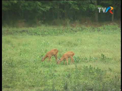 Paradisul de lângă noi - Căprioara rtv38 calcio storico 2019