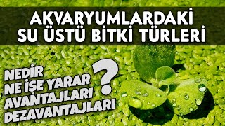 Akvaryumlarimda Su Üstü Bi̇tki̇ İsti̇lasi Akvaryum Odasi Su Üstü Bi̇tki̇ Türleri̇ Bi̇lgi̇lendi̇rme