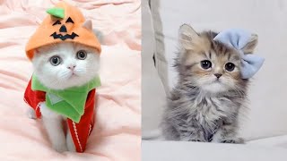 Funny cats - Cutest Kittens Compilation once again - Most adorable and naughty kittens Vol-2. by Catalogue 24,795 views 2 years ago 2 minutes, 49 seconds