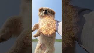 Summon A Cute Puppy From The Sky #Cute#Puppy