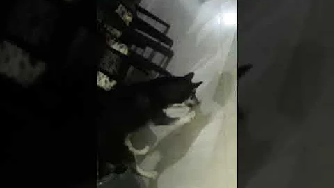 Jugando con mi bichito
