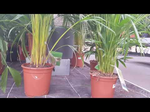 Video: Areca-palmplante - Hoe om Areca-palmhuisplant te kweek