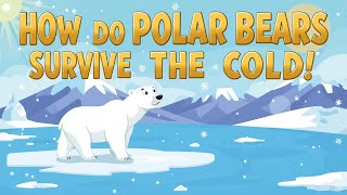 How do Polar Bears Survive the Cold?