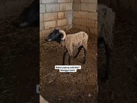 Harga Kambing Qurban