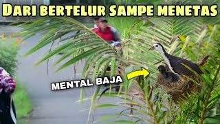 Burung Ruak Ruak Bersarang Di Pinggir Jalan  Dari Bertelur Sdanai Menetasnya Gak Ada Yang Ganggu