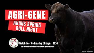 2026 Angus Spring Bull Night Episode 1. Millah Murrah Ulsterman U145