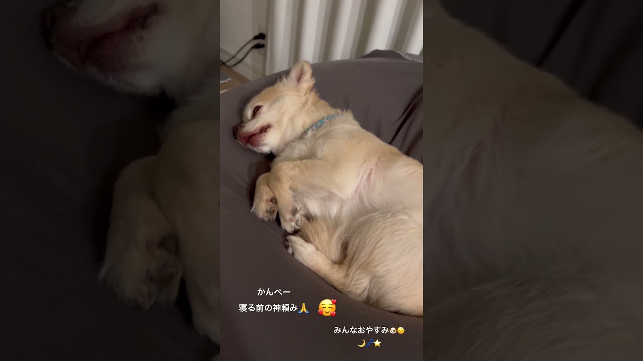 チワワのかんぺー11歳になりました🐶散歩に行くと階段駆け上がり飼い主より元気いっぱいです🫶