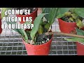 ¿Cómo se Riegan las Orquídeas ? || Orquiplanet