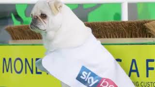 Pug race! ‘The best race on earth!’