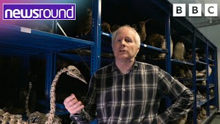 How are Animals named? | Newsround