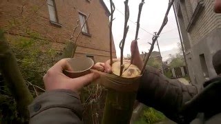 видео Как привить грушу к яблоне