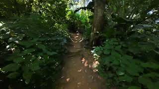 4K FOREST WALK IN BALLITO - RELAXING MUSIC