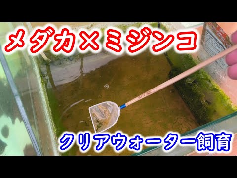 ミジンコちゃん　 ミジンコチャン - Twitch