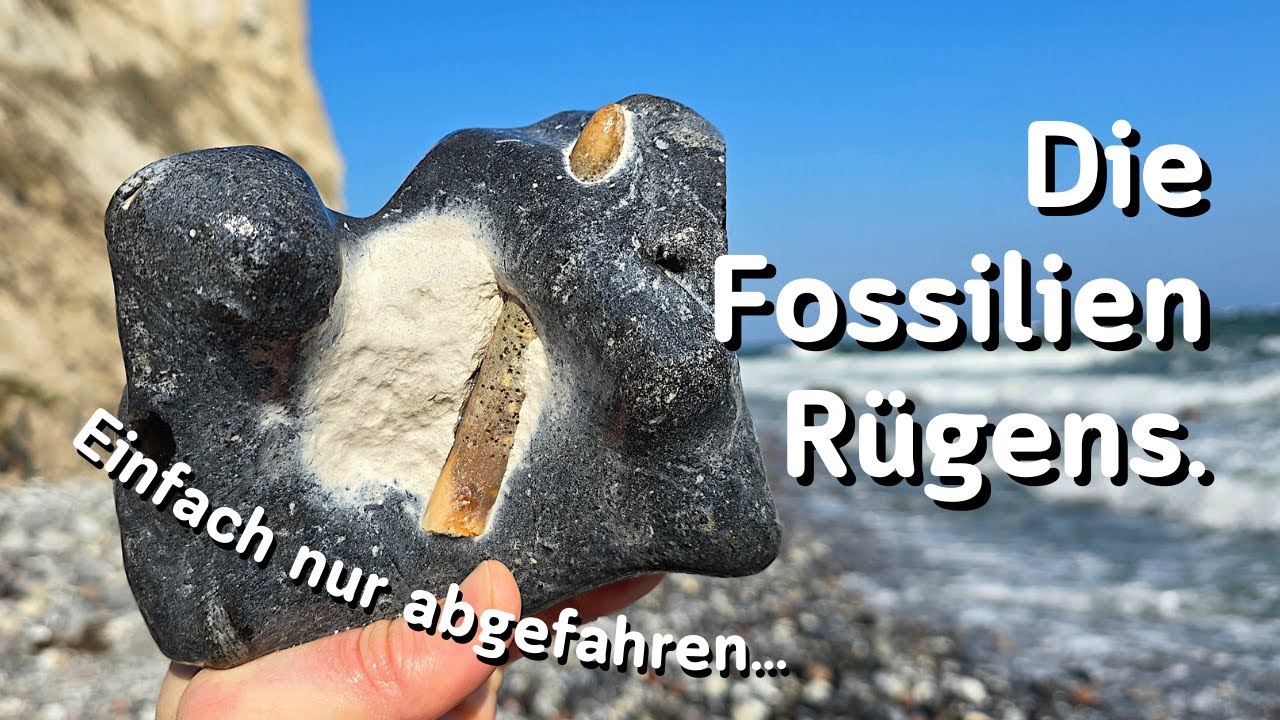 Was finden wir auf Rügen? Fossilien suchen an der Ostsee