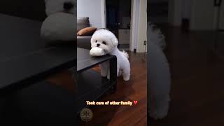 They adopted a whole new family 🐾🥺 #doglove #kindness #shorts